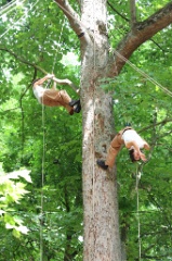 2 dans l arbre 004 * 6000 x 4000 * (13.89MB)